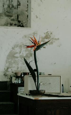 bird of paradise plant care indoor