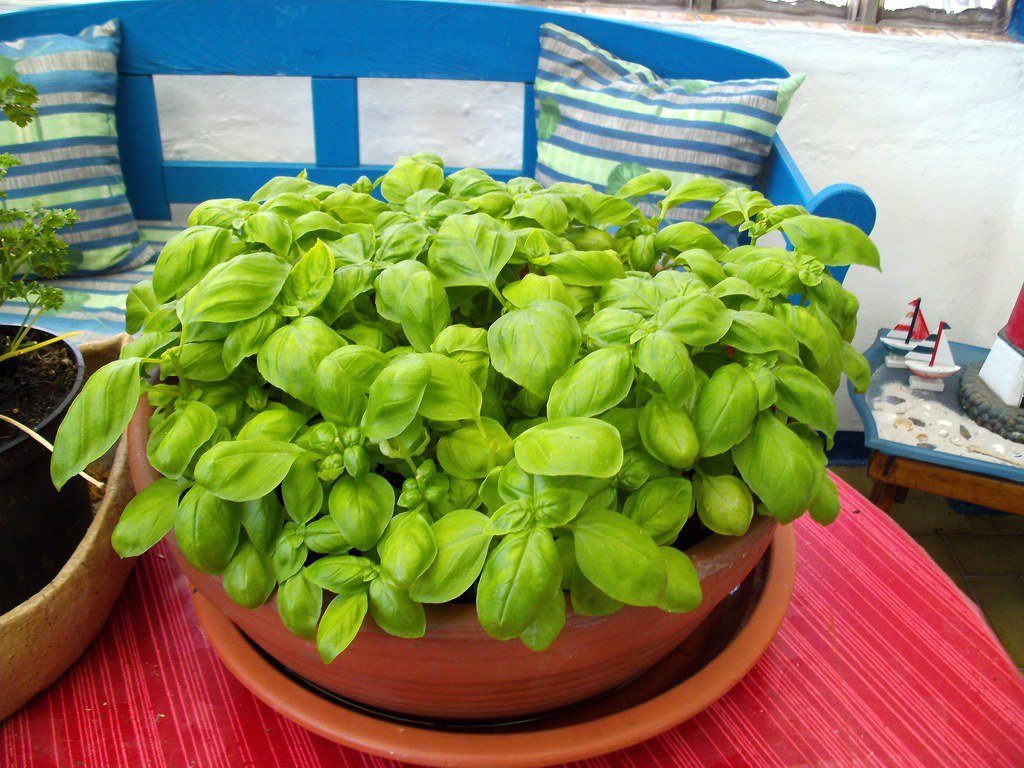 how many basil plant should be in one pot