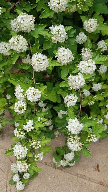 ninebark shrub