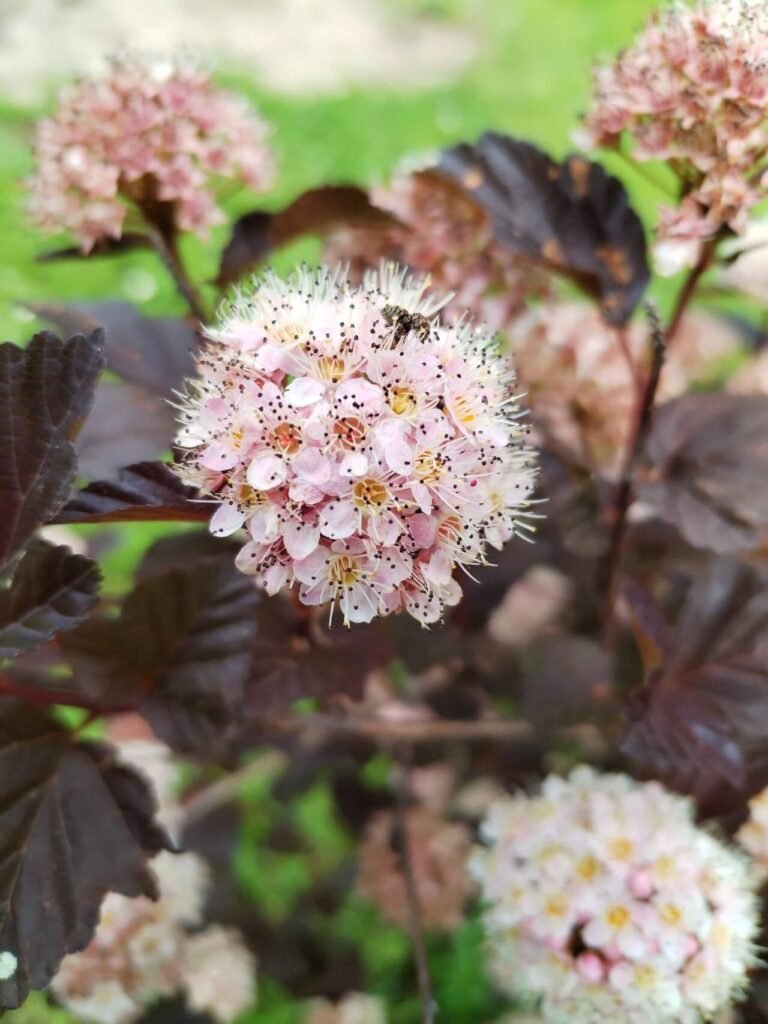 ninebark shrub