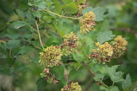 ninebark shrub