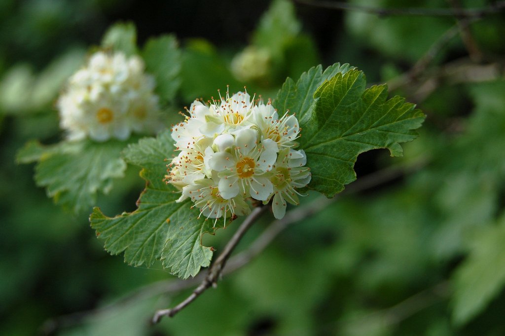 ninebark shrub