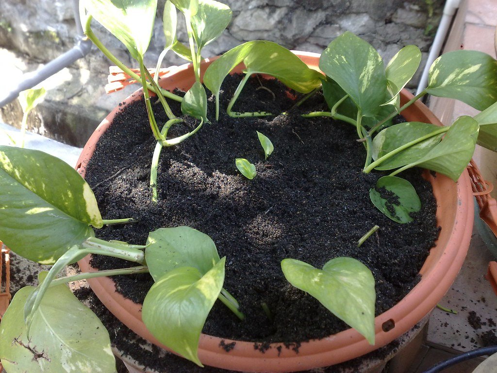 snake plant brown tips