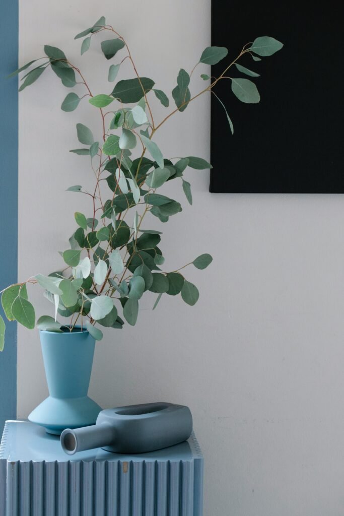 eucalyptus care