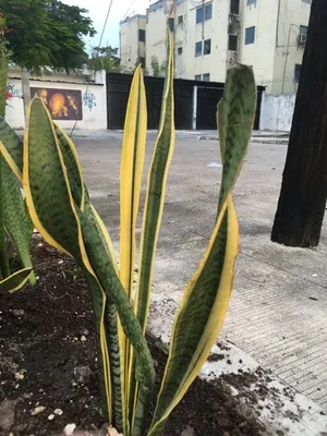 snake plant brown tips