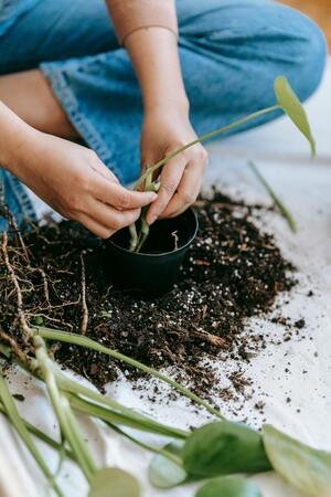 bird of paradise plant care indoor