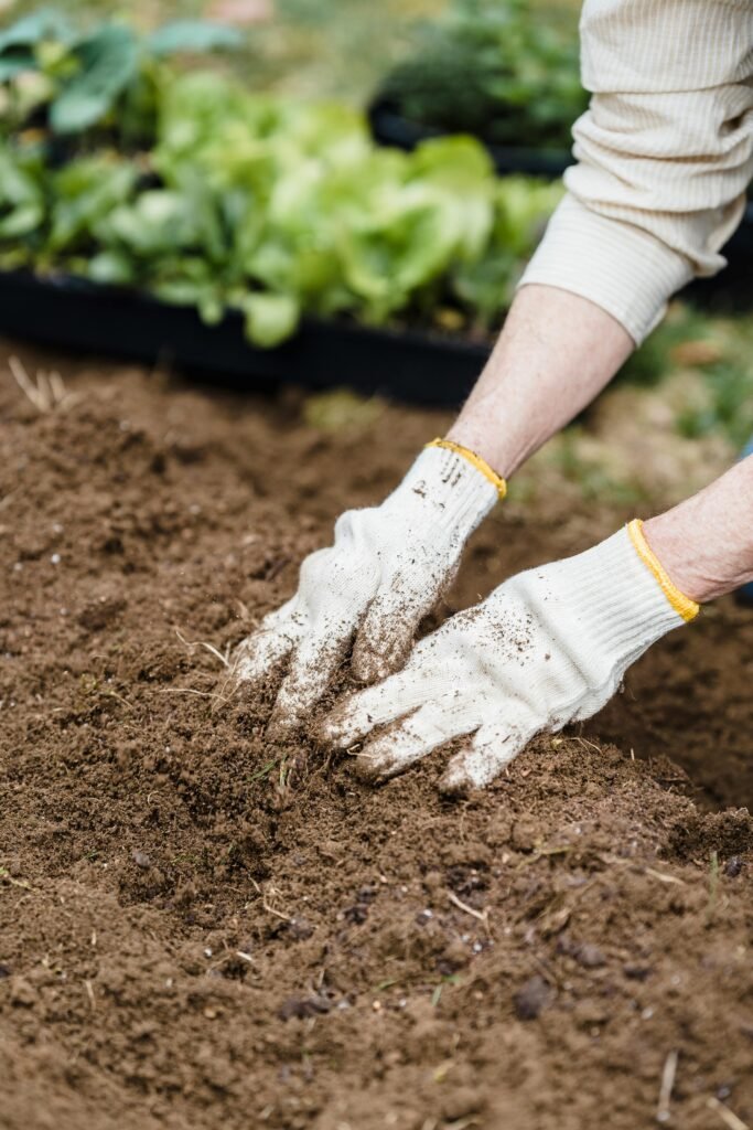 peacock plant care