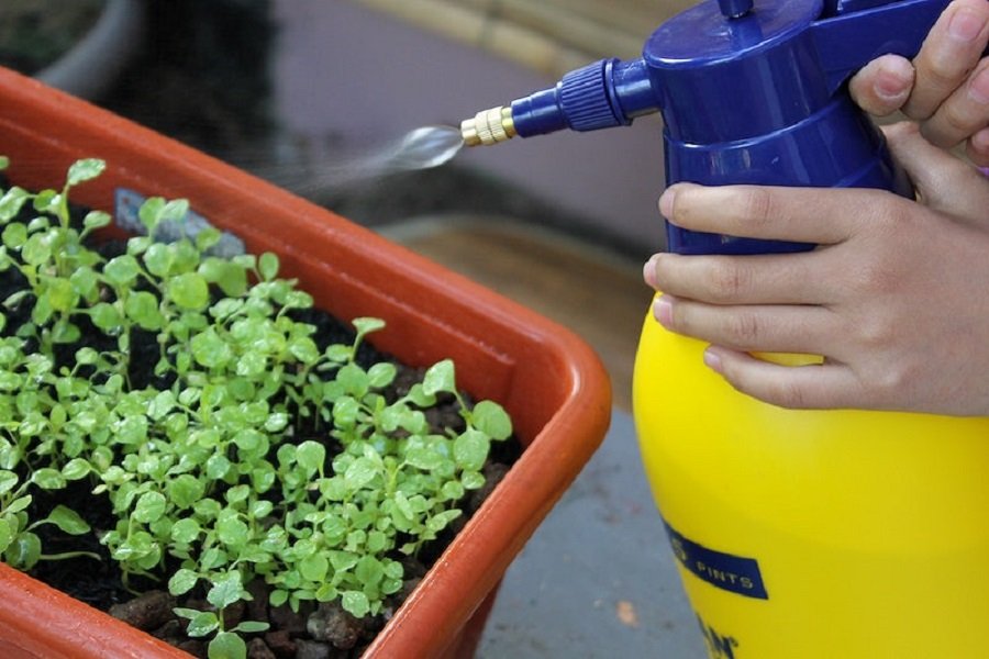 indoor plant pesticide