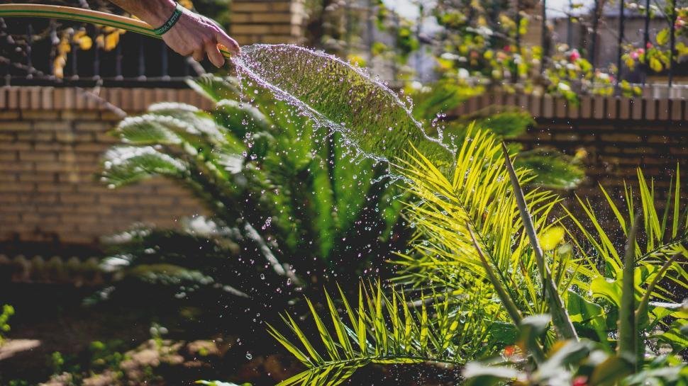 oyster plant care